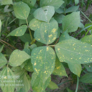 মাসকলাইয়ের মোজাইক রোগ