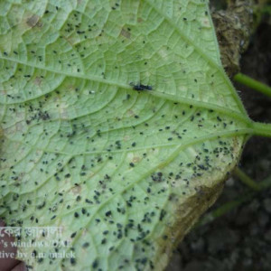 খিরার জাবপোকা