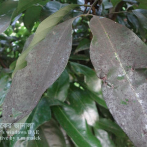 লিচুর শুটিমোল্ড রোগ