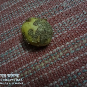 আলুর স্ক্যাব রোগ
