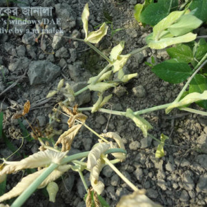 মটরশুটি গোড়া পচা রোগ