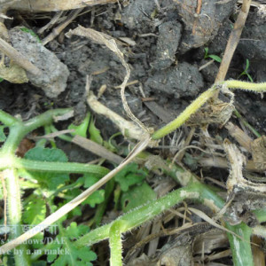 বাঙ্গির গামি স্টেম ব্লাইট রোগ