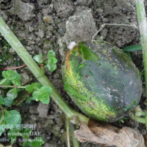 খিরার পাখি আক্রমণ সমস্যা