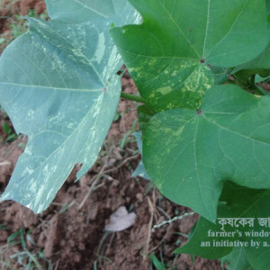 তুলার মোজাইক রোগ